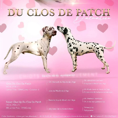 Du Clos De Patch - Dalmatien - Portée née le 07/05/2024