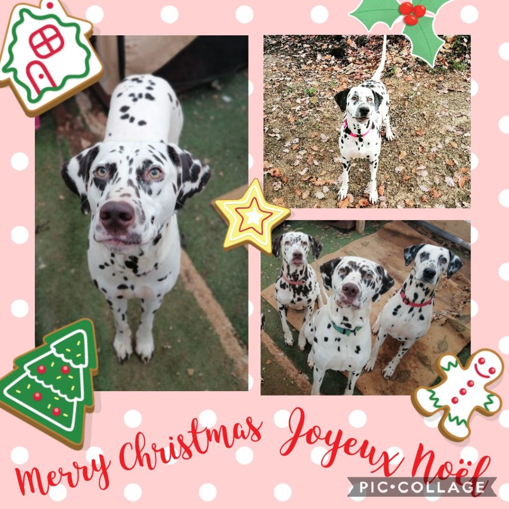 Du Clos De Patch - Joyeux Noël !!