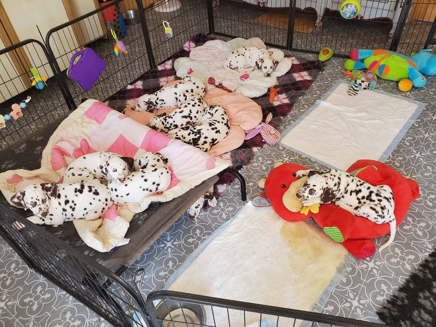 Anniversaire des Bébés U ❤ 