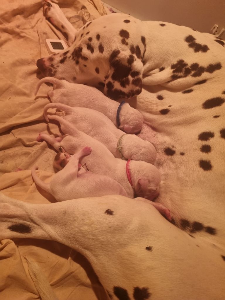 Naissance des petits A ??