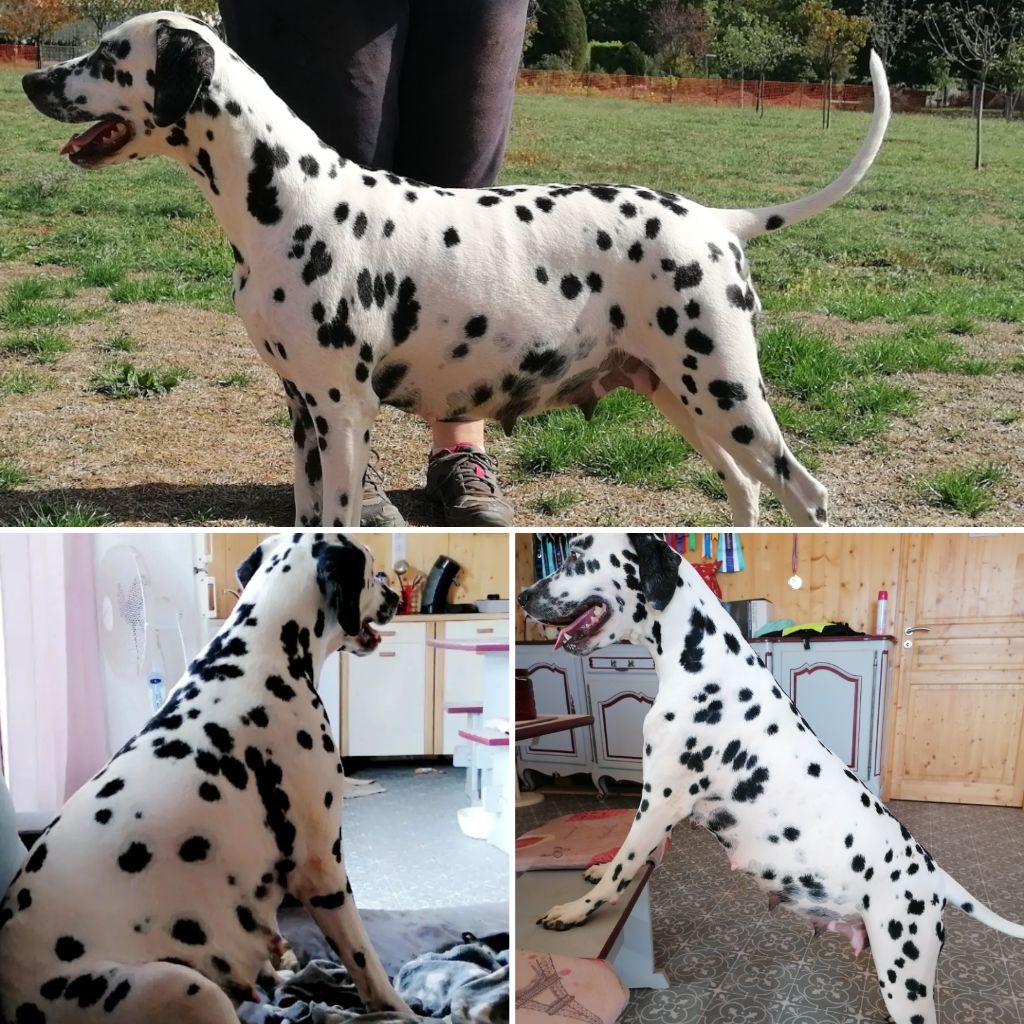 Du Clos De Patch - Suivi Gestation <3