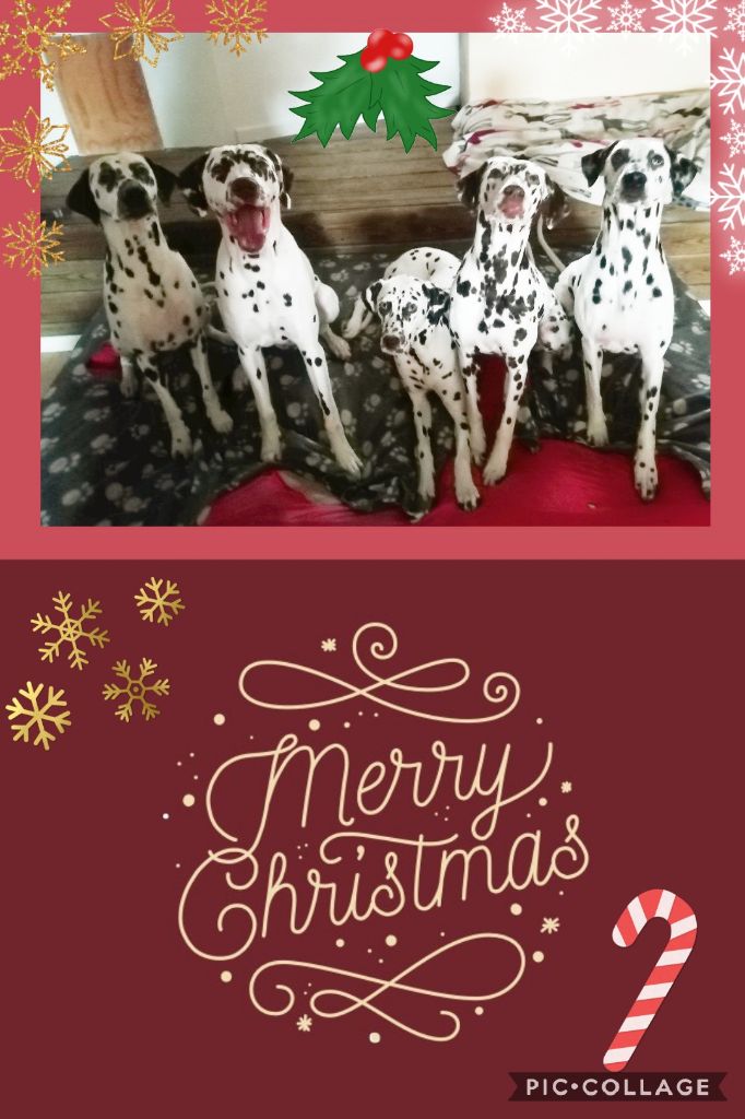 Du Clos De Patch - Joyeux Noël à tous !