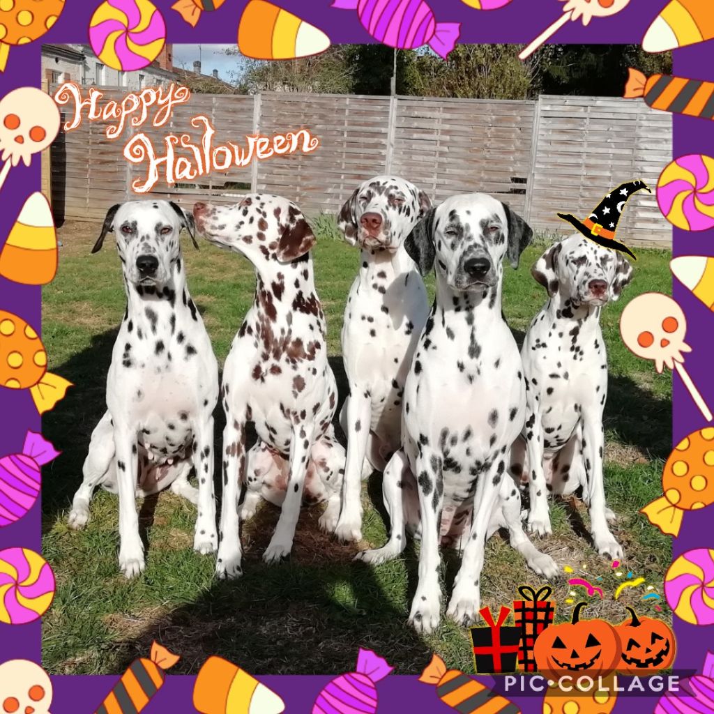 Du Clos De Patch - Joyeux Halloween !