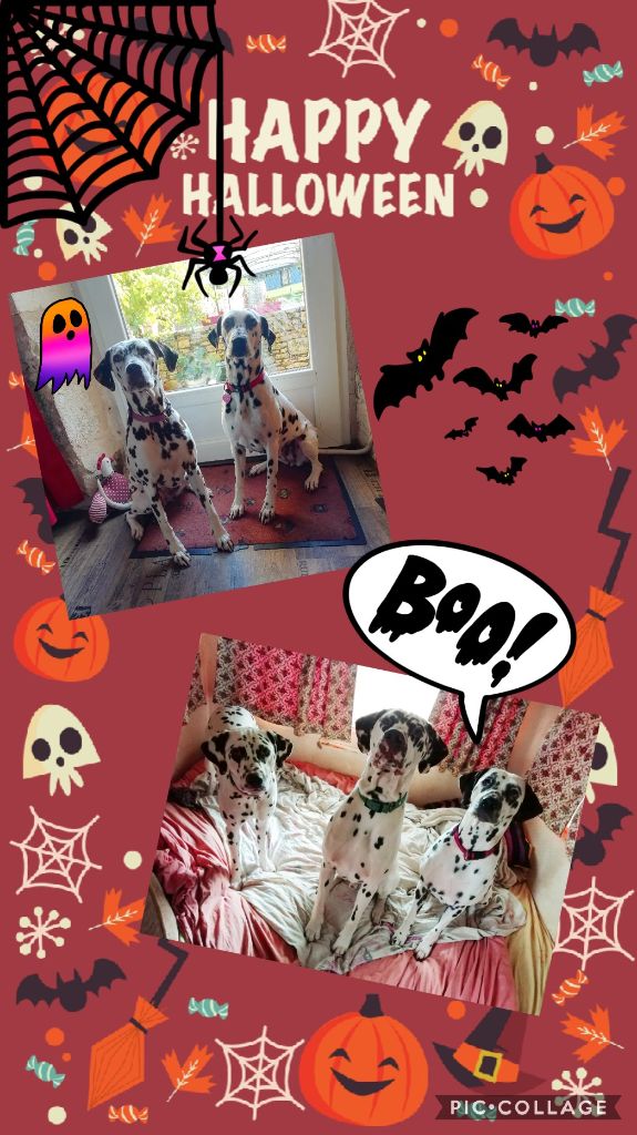 Du Clos De Patch - Happy Halloween