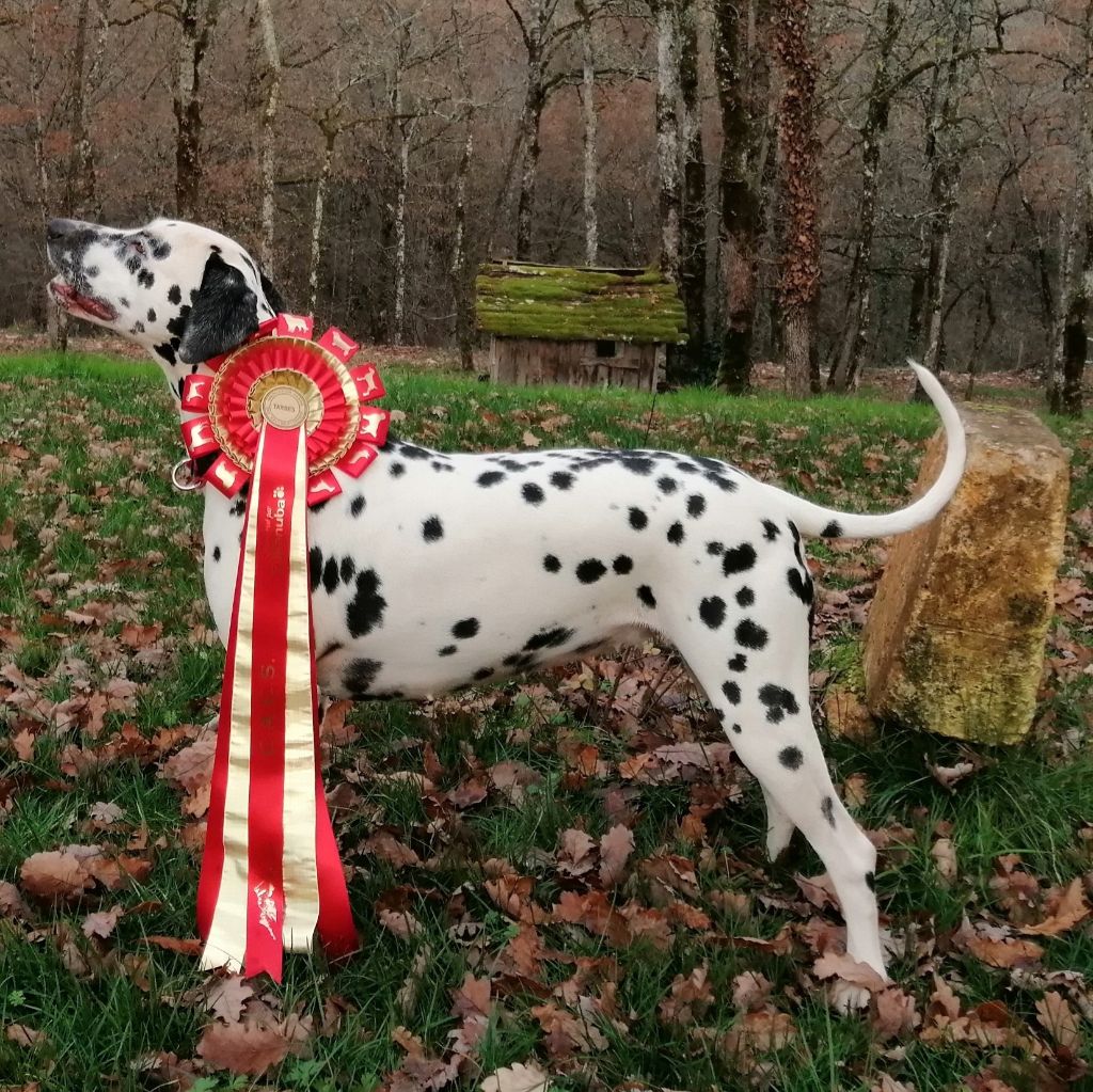 Du Clos De Patch - Bilan Exposition 2019 4 <3