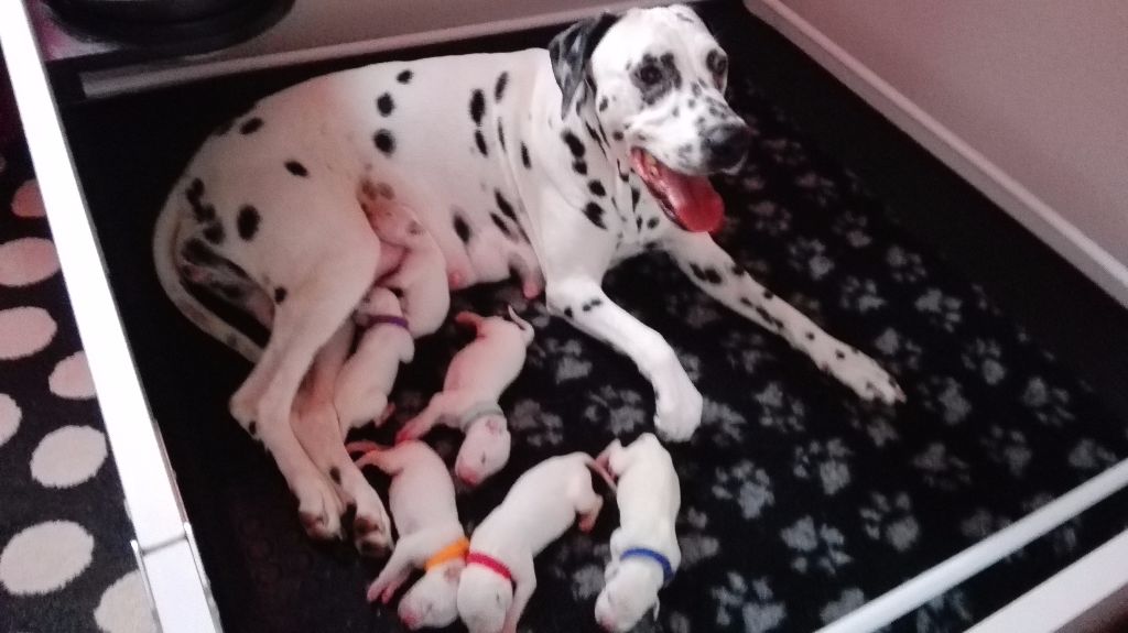 Du Clos De Patch - Naissance des chiots !