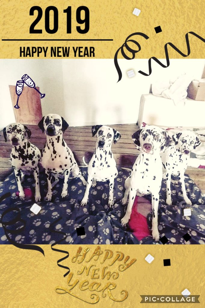 Du Clos De Patch - Bonne année 2019 !
