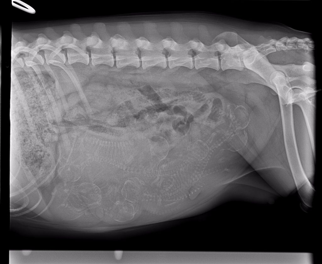 Du Clos De Patch - Radiographie de contrôle faite !