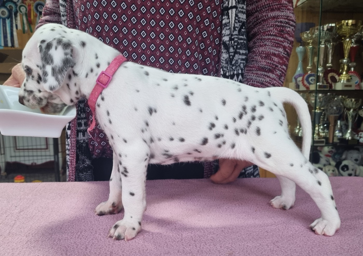 Du Clos De Patch - Chiots disponibles - Dalmatien