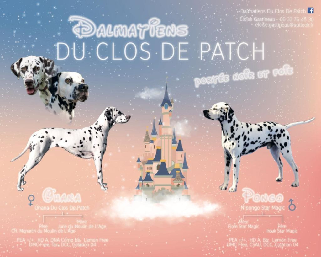 Du Clos De Patch - Dalmatien - Portée née le 13/10/2025