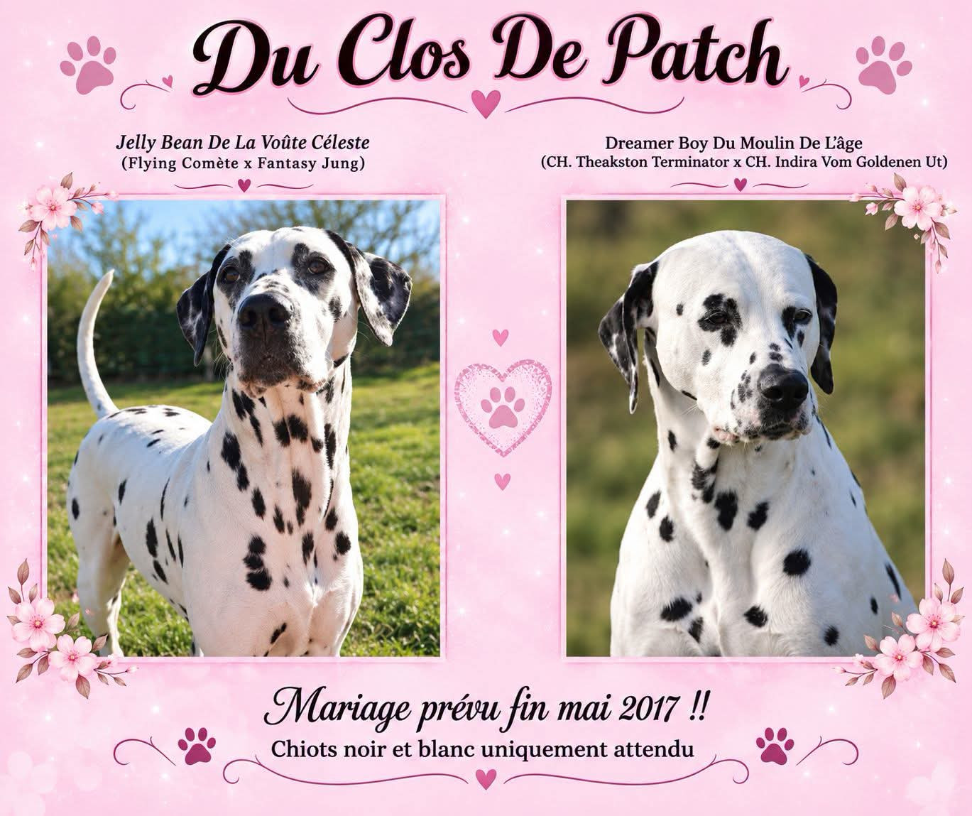 Chiot Dalmatien Du Clos De Patch