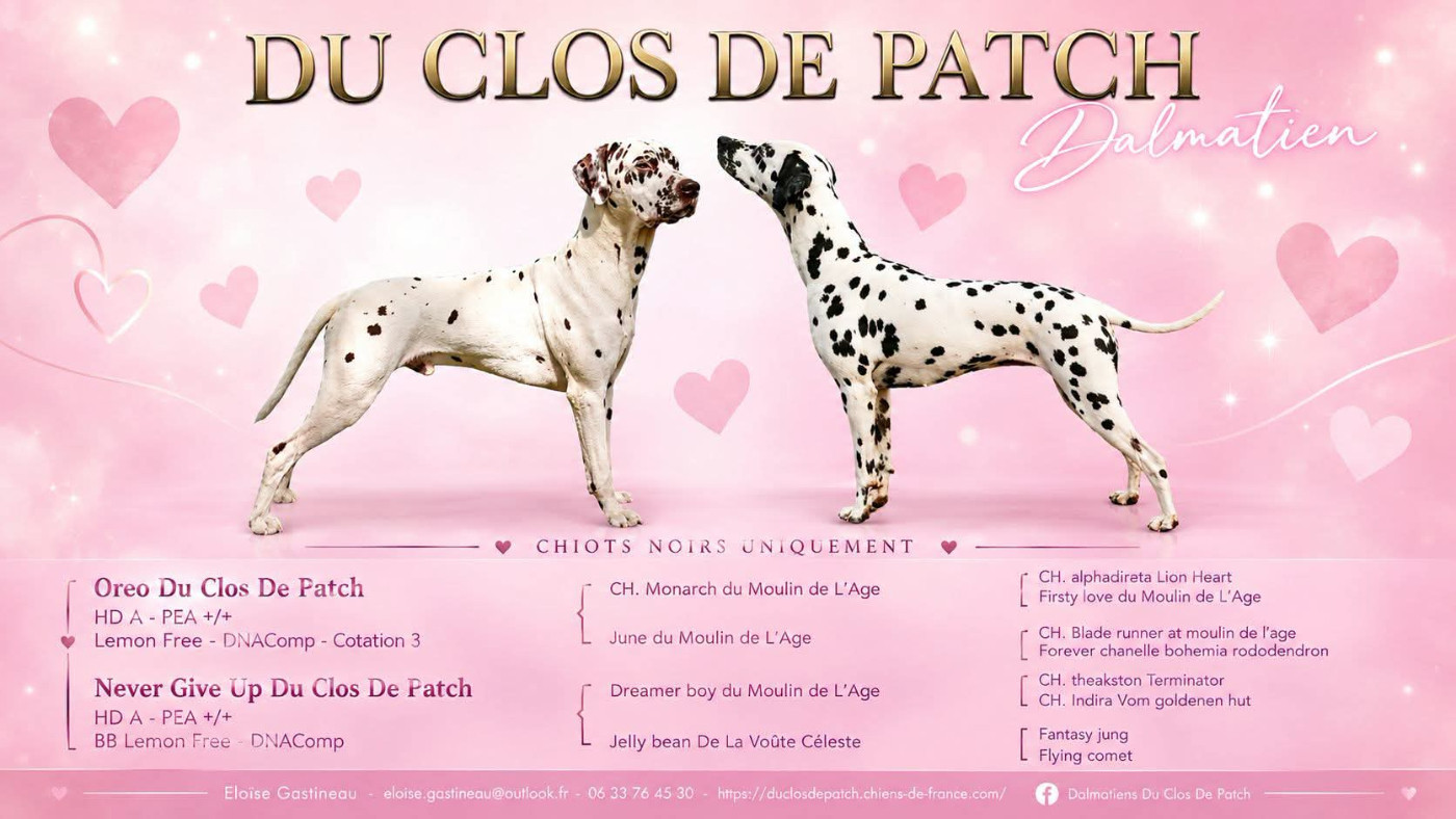 Du Clos De Patch - Dalmatien - Portée née le 23/03/2021