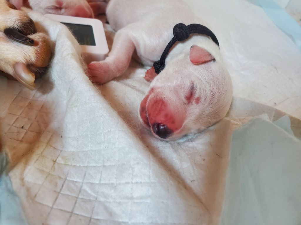 Du Clos De Patch - Chiots disponibles - Dalmatien