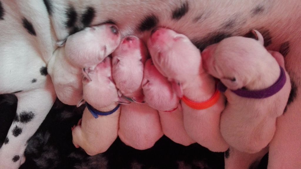 Chiot Dalmatien Du Clos De Patch