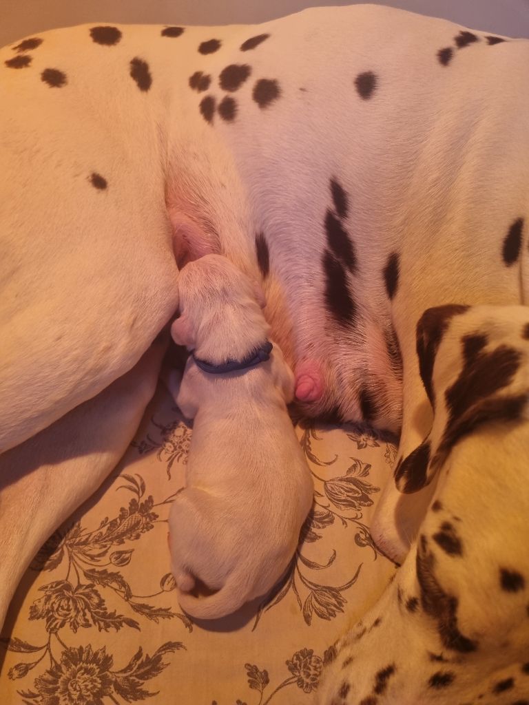 Du Clos De Patch - Chiots disponibles - Dalmatien