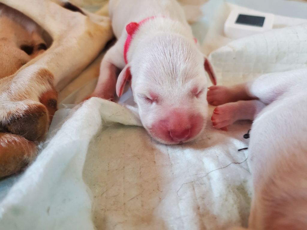 Du Clos De Patch - Chiots disponibles - Dalmatien