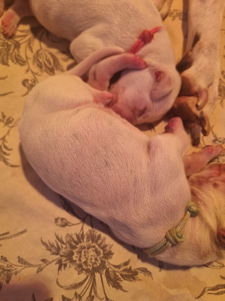 Du Clos De Patch - Chiots disponibles - Dalmatien